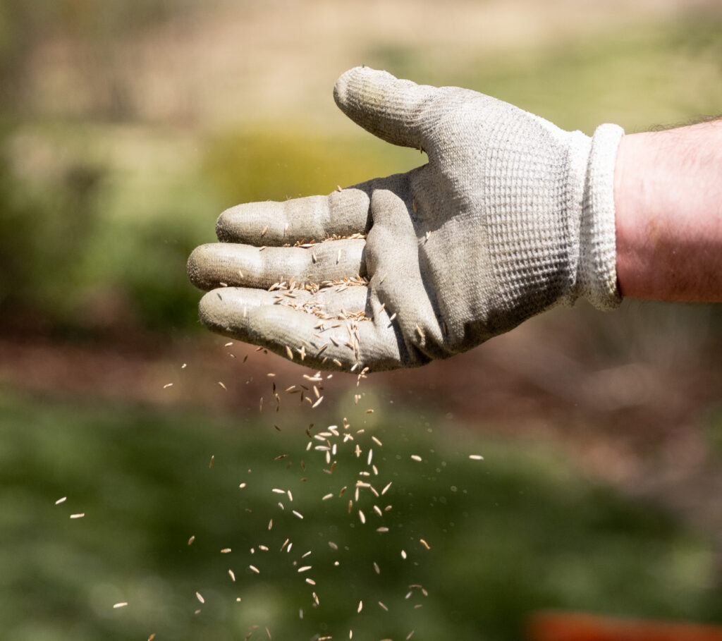 A man spreads seeds over a lawn
