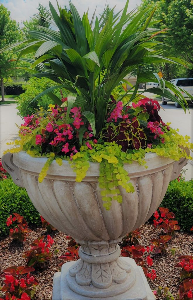 A pot of beautiful flowers