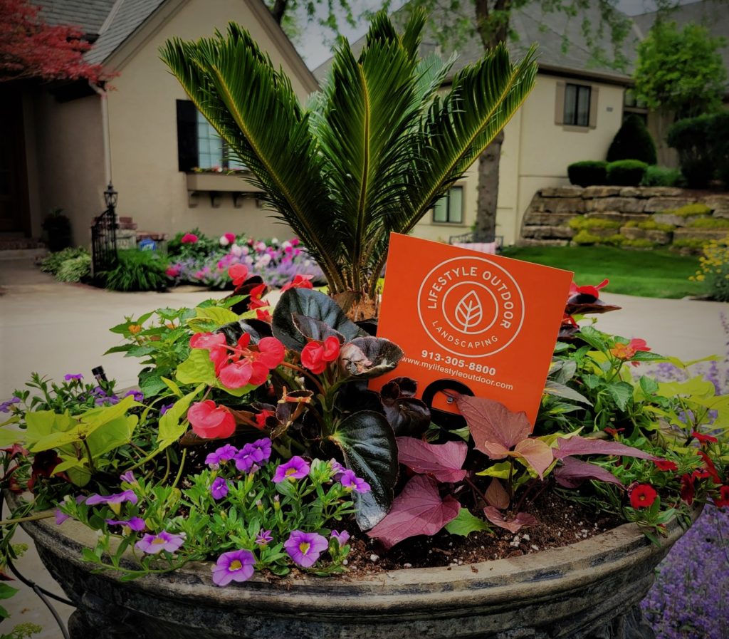 A beautiful arrangement, as a part of HOA front entrance landscaping in Mission Hills