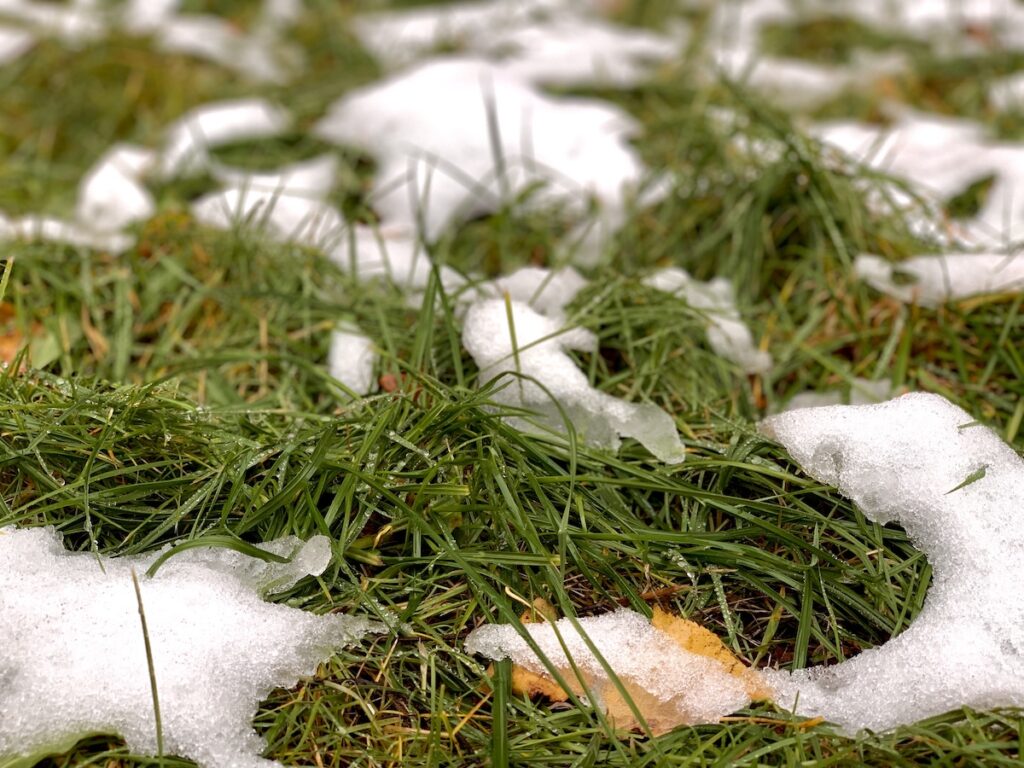 We can winterize your sprinkler system in Mission Hills when the ground gets snowy in cold like in this closeup photos or snow and grass.