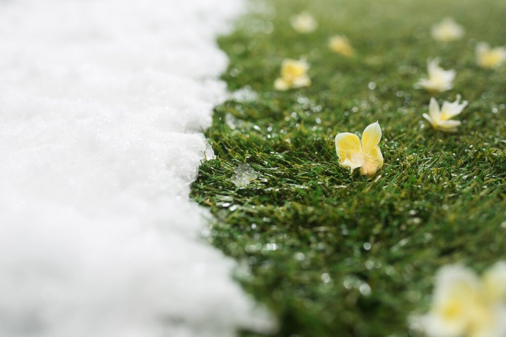 Flowers bloom up as snow melts