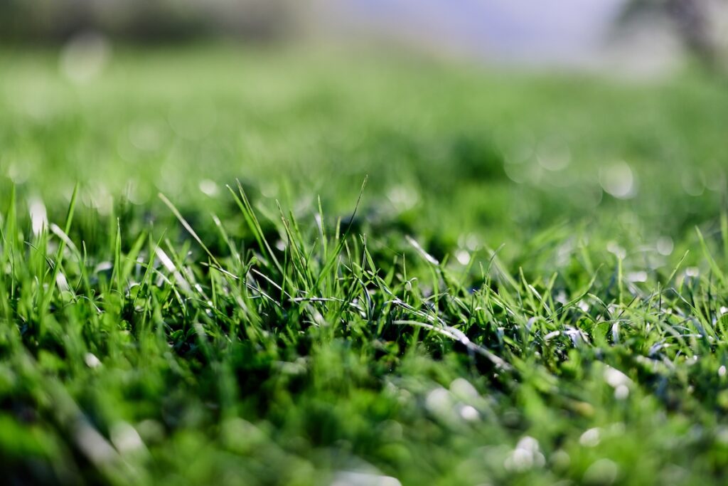 A lawn that has benefited from HOA lawn clean up in Overland Park