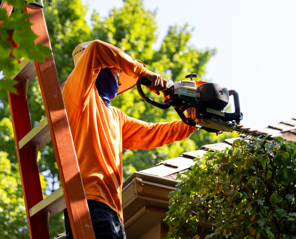 A member of our team stands on a ladder and performs privacy bush landscaping in Leawood.